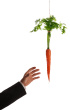 dangling-the-carrot-xxl