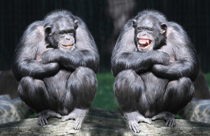 Two chimpanzees have a fun.